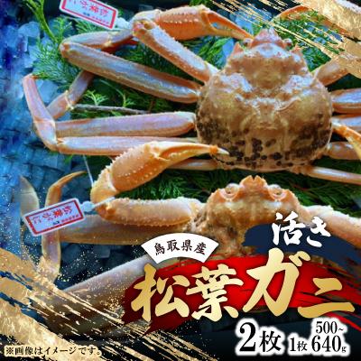 ふるさと納税 智頭町 【先行予約】【活き】タグ付き松葉ガニ　中2枚(500〜640g前後/枚)　※11月中旬から順次発送