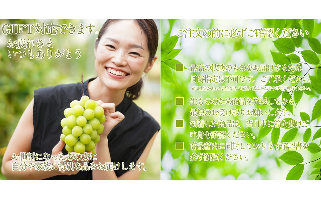 プレミアムシャインマスカット晴王 船穂Ver 赤秀ぶどう 2房 約1.2kg