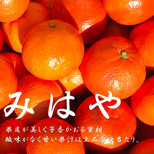 
            熊本県産みはや 約5キロ 【2025年12月上旬より順次発送】 果物 柑橘類 蜜柑
          