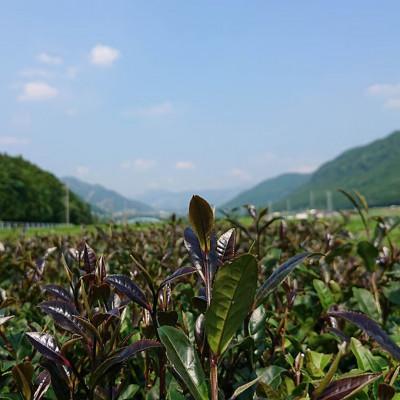 ふるさと納税 大津町 熊本県大津町産玉緑茶(たまりょくちゃ) 「一番茶」 5本入り |  | 03