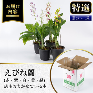 【個数限定】寿峰苑特選えびね蘭　店主おすすめ標準Eコース（4本～5本）【00-045-05】