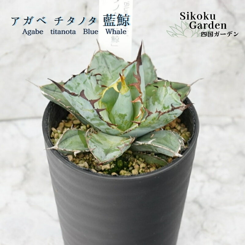 【ふるさと納税】アガベ・チタノタ「藍鯨」 3.5号鉢 四国ガーデン 人気 多肉植物 インテリア 観葉植物 グリーン リラックス｜C78