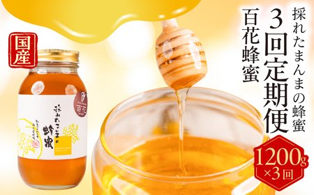 【国産蜂蜜】百花 1200g×3回定期便 蜂蜜