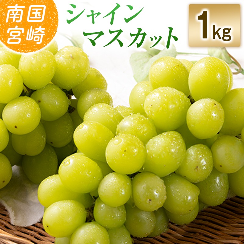 【令和8年発送 先行予約】小林市産 シャインマスカット 1kg（ブドウ ぶどう シャインマスカット マスカット フルーツ 果物 先行受付 限定）