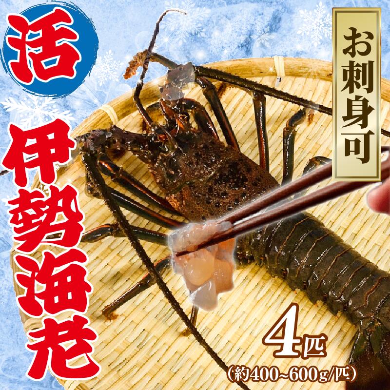 【ふるさと納税】 【9月以降順次発送】 伊勢海老 活伊勢海老 400~600g 4匹 約2kg お刺身 新鮮 海老 エビ 刺し身 エビマヨ 味噌汁 天ぷら 天丼 鬼瓦焼き 甘み 旨味 美味しい 冷蔵 大きい 贅沢 ご褒美 豪華 ギフト プレゼント 贈答 記念日 家庭用 家族 友人 治水産 千葉県 旭市
