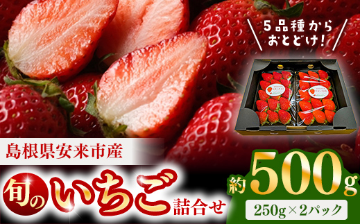 【先行予約】農場長厳選の美味しいいちご 500g【250g×2パック 苺 詰め合わせ いちご イチゴ 果物 フルーツ 甘味 甘酸っぱい かおり野 紅ほっぺ よつぼし スターナイト すず おやつ 島根県 安来市産 安来市】
