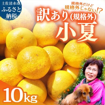 ふるさと納税 土佐清水市 R9.4月 規格外だけど規格外じゃない!? 訳あり 小夏 10kg(日向夏)柑橘【R01496】