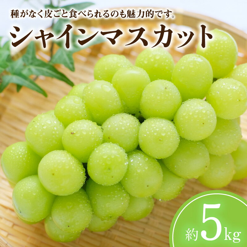 【ふるさと納税】 シャインマスカット シャインマスカット 約 5kg 5~12房 [ 期間限定 フルーツ 果物 ぶどう マスカット 美味しい 旬 糖度 産地直送 種なし 送料無料 食品 大粒 訳あり 贈答用 人気 ギフト 香川県 三豊市 讃岐 さぬき 60000円 60,000円 台 返礼品 五色青果 ]