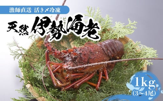 【漁師直送】活き〆冷凍　 天然伊勢海老１ｋｇ（3～4尾）