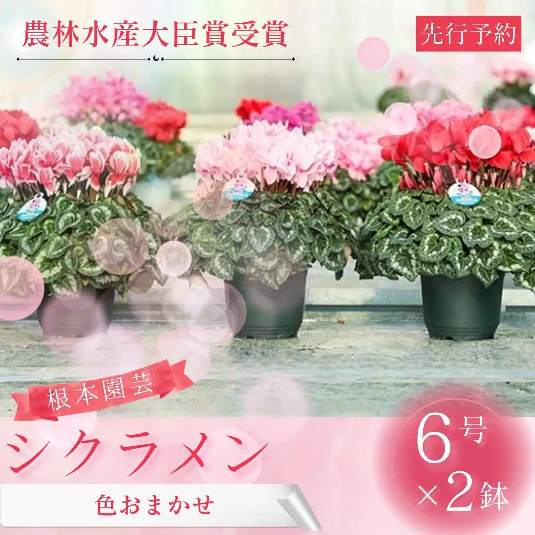 【先行予約】シクラメン 色 おまかせセット 6号×2鉢 根本園芸 | シクラメン 農林水産大臣賞