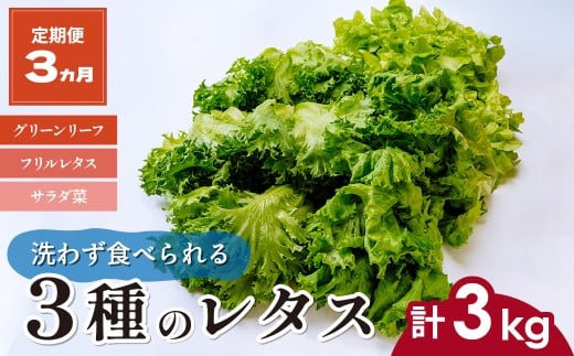 【定期便3ヵ月】 ＜洗わず食べられる・室内水耕栽培＞ 3種のレタス 1回1kg(500g×2袋)×3ヵ月 | レタス 野菜 大容量 新鮮レタス オーガニック野菜 無農薬 野菜直送 フレッシュ サラダ サラダ用野菜 健康志向 こだわり フレッシュ 産地直送 食品ギフト セット 緑黄色野菜 新鮮 安心野菜 旬 低カロリー レタスボウル カロテン 定期便 スマイル農場 埼玉県 東松山市