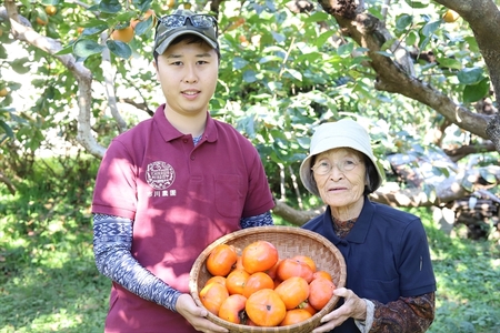 【先行予約】 生柿 ドライ柿 セット 〈出荷時期：2026年11月15日～2026年12月10日出荷終了〉