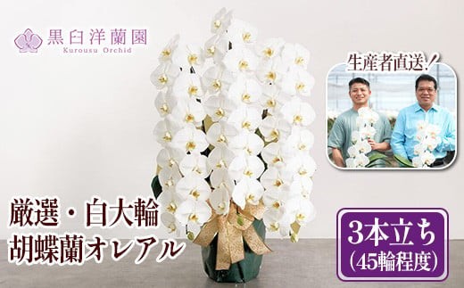 
                  厳選・白大輪胡蝶蘭オレアル　3本立ち45輪程度（つぼみ含む）　【11100-0119】
                