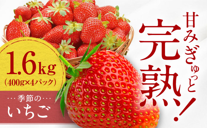 【先行予約】季節のイチゴ詰め合わせ 400g×4パック ＜2026年4月下旬以降発送＞ ／ いちご イチゴ 苺 果物 フルーツ 国産 産地直送 農家直送【周年観光農園エコファームうちこ】 [BKBW003]