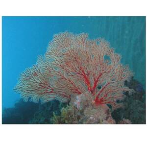 珊瑚のペンダント【配送不可地域：沖縄県】【1676273】