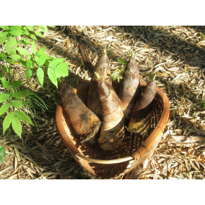 【ふるさと納税】朝日町の里山から届く　朝掘りたけのこ　4kg【配送不可地域：離島】【1694766】