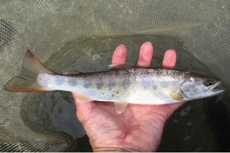 【令和8年】益田川雑魚年券 1枚 【35-2】