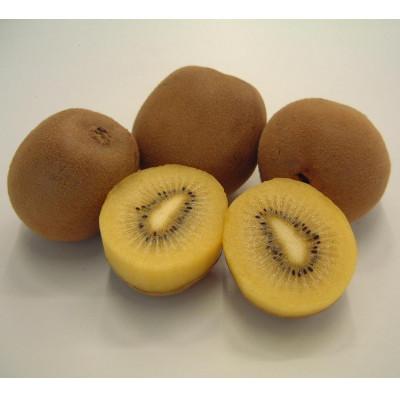 ふるさと納税 三豊市 【発送月固定定期便】三豊市特選こだわりフルーツ全9回 |  | 02