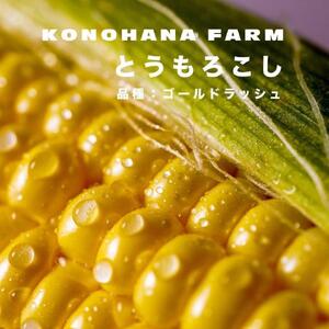 とうもろこし 富士河口湖町産とうもろこし《ゴールドラッシュ》L～2Lサイズ 5本セット