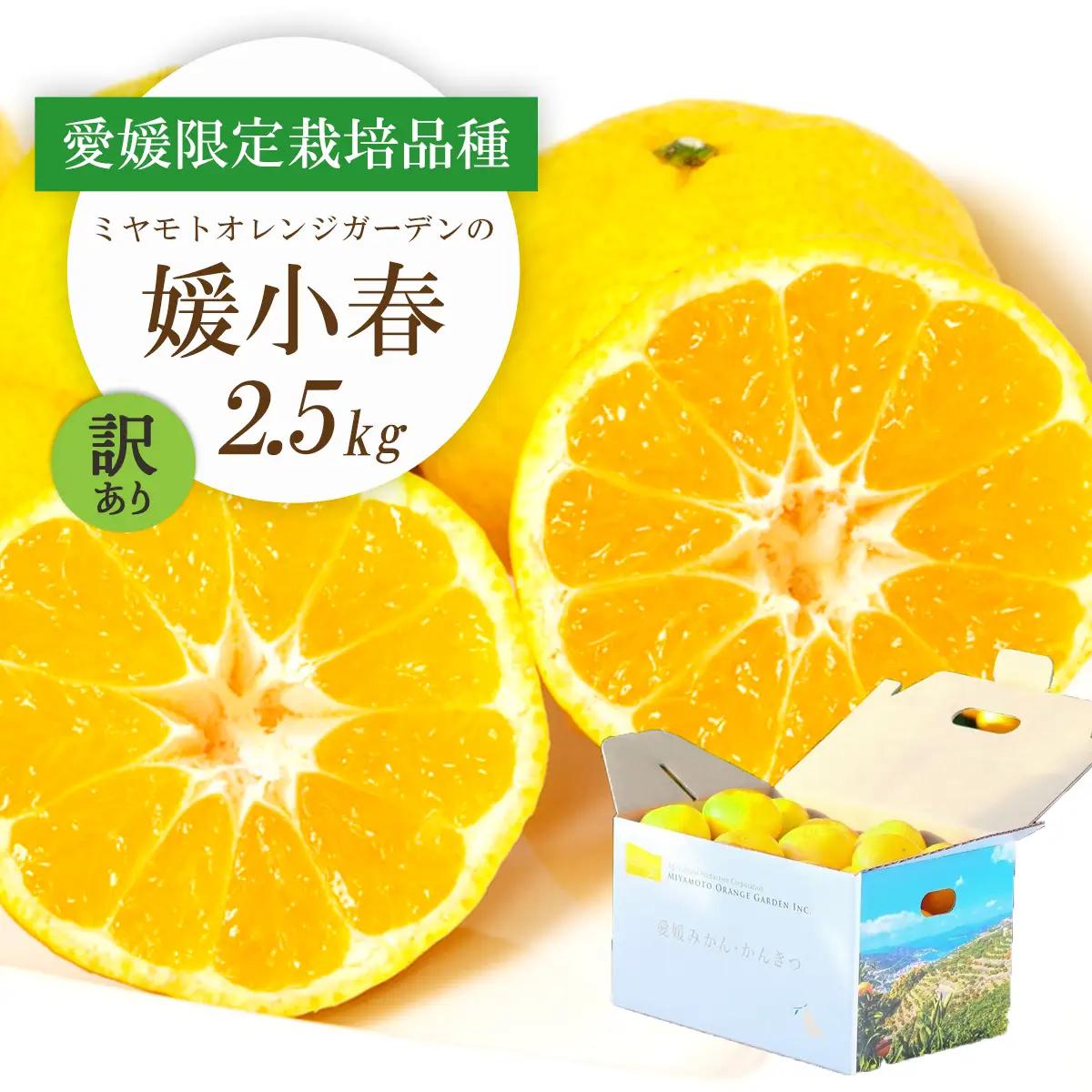 【先行受付】希少柑橘 媛小春(ひめこはる) 2.5kg【訳あり】【D25-183】【1608026】 YWTAP124