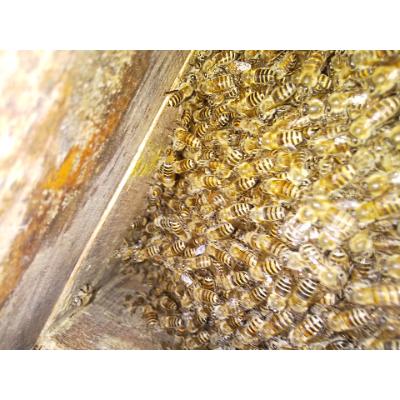 ふるさと納税 藍住町 藍の里　日本ミツバチの純粋はちみつ　(300g) |  | 02