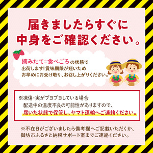 【1226_03】農家直送！大粒完熟まりひめ　いちご　2パック（3月発送）配送不可地域【北海道・沖縄・離島】