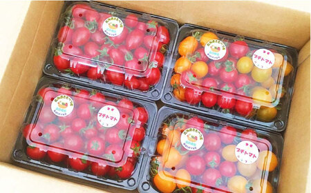 【7月中旬以降順次発送】こだわり農家の喜茂別産ミニトマト・ミックス 約1.5kg 《喜茂別町》【富田農園/スプレス】 トマト とまと ミニトマト 野菜 季節の野菜 夏野菜 先行予約 産地直送 北海道 