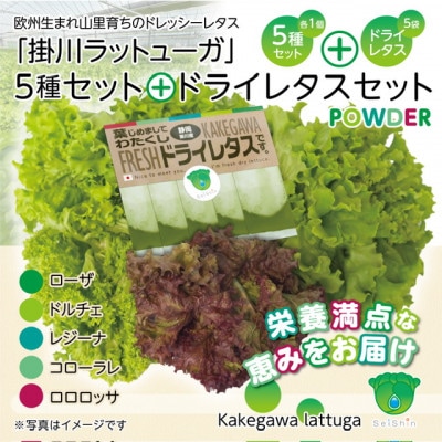 リーフレタスパウダー計10gと掛川ラットューガ5種×1株セット【配送不可地域：離島・北海道・四国・九州】【1699744】