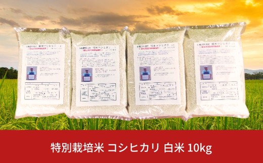 先行予約 特別栽培米 コシヒカリ 白米 10kg 新潟県産 令和8年産 [佐藤農産有機センター]【018S050】