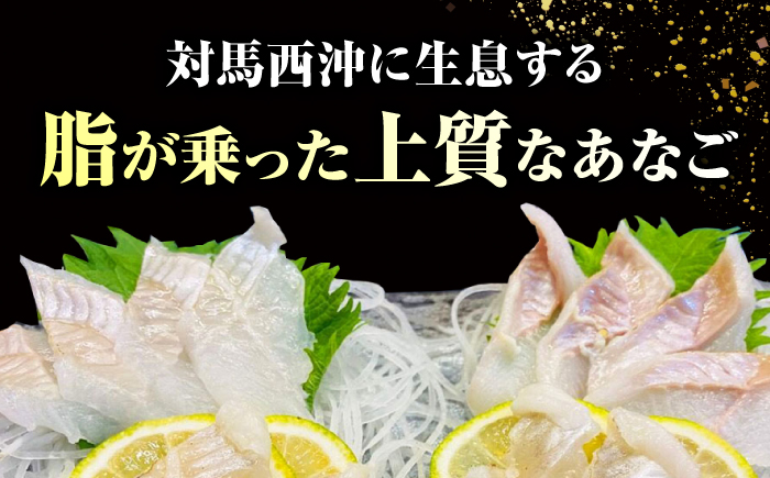 【対馬西沖あなご堪能セット】 刺身120g 開き500g×2 《対馬市》【すし処慎一】 あなご 国産 肉厚 穴子 アナゴ 新鮮 鮮魚 冷凍 [WCO006]