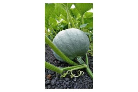 北海道栗山町産 ほっくほくかぼちゃ 2玉