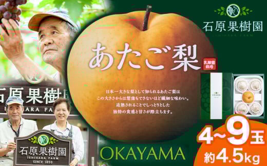 【先行予約】梨 あたご梨 4～9玉 計4.5kg 贈答箱 石原果樹園 《2025年11月中旬-1月上旬頃より発送予定》岡山県 浅口市 フルーツ 果物 ギフト 贈り物 国産 岡山県産 送料無料