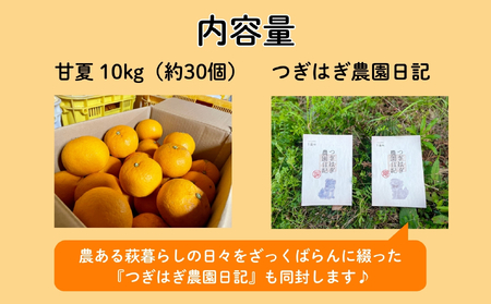 みかん 甘夏 10kg セット 『つぎはぎ農園日記』つぎはぎセット 果物 柑橘 ミカン フルーツ
