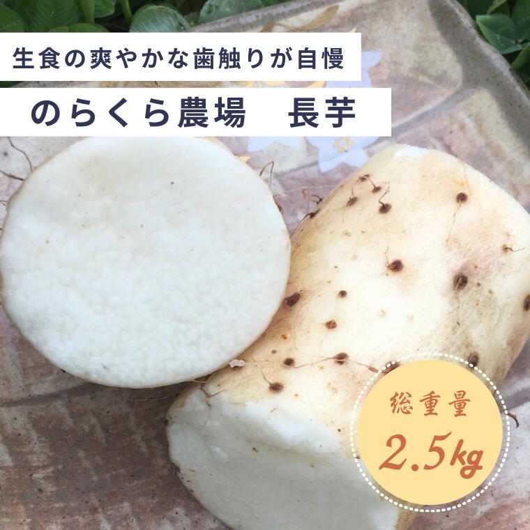 【ふるさと納税】味に自信あり！北八ヶ岳の長芋　2.5キロ　レシピ付き[NK-111]