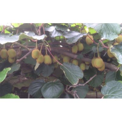 ふるさと納税 蓮田市 埼玉県蓮田産　キウイフルーツ(グリーン)不揃い1kg以上 |  | 02