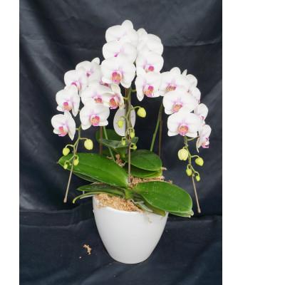 ふるさと納税 山梨市 ミディー胡蝶蘭　ミユキ　3本立ち |  | 02