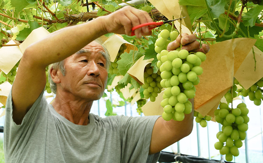 【令和7年産先行予約】 シャインマスカット・ピオーネ (各1房) 約1kg　佐藤農園