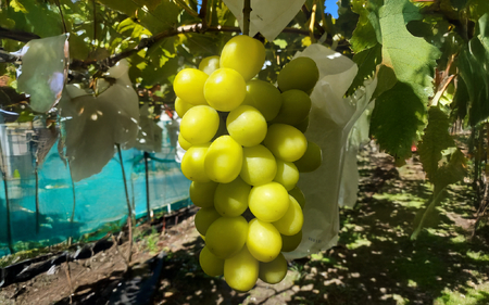 贈答用 シャインマスカット 1房 700g ～ 800g 種なし マスカット