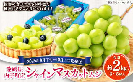 内子町産 シャインマスカット ムジ 3～5房入 約2kg 【2025年8月下旬～10月上旬迄発送】 【えひめの町（超）推し！（内子町）】（444）