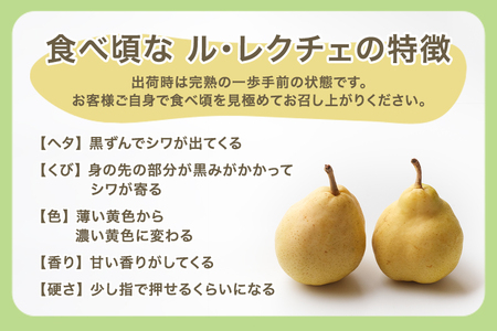 【2026年先行予約】新潟特産 幻の洋梨ル・レクチェ 贈答用 4kg（9～11玉）《11月下旬～順次発送》