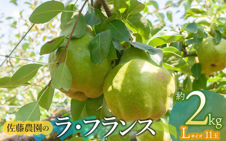 【令和8年産先行予約】 ラ・フランス Lサイズ 約2kg　(11玉)　山形県鶴岡市産　佐藤農園