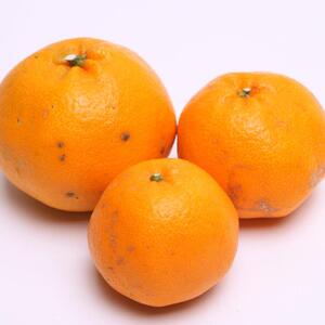 ［先行予約］家庭用 はるみ2.5kg+250g（傷み補償分）［デコポンの姉妹品種・新食感春みかん］［光センサー選別］［わけあり・訳あり］［IKE92］