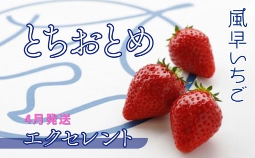 【4月発送】いちご とちおとめエクセレント（12粒or15粒）1箱  苺 イチゴ とちおとめ 選べる 発送月 発送回数 個数 いちご「とちおとめ」風早いちご園 有名ホテル使用 厳選 フルーツ 果物 季節限定 甘い 濃厚 ジューシー 新鮮 送料無料 ギフト 贈答 茨城県 鉾田市 野菜王国 予約受付