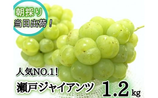 【2025年先行予約】 人気ぶどう瀬戸ジャイアンツ1.2kg(２～３房) 朝採れ新鮮！ 産地直送 / ぶどう ブドウ 葡萄 瀬戸ジャイアンツ 先行予約 フルーツ 果物 真庭市【HF-7-01】