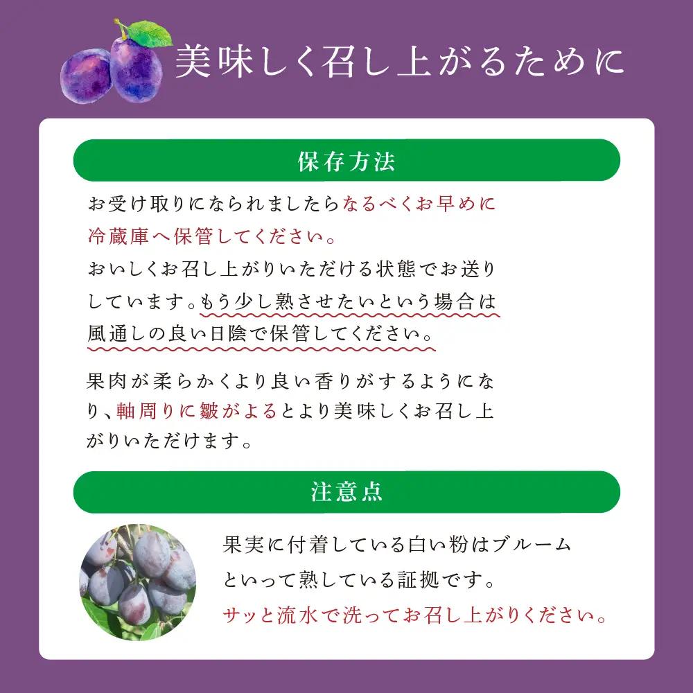 プルーン 1kg 北海道 プルーン ジョーク 生 フルーツ