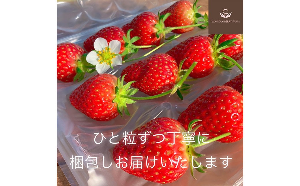 【先行予約】 完熟 プレミアム いちご 「 グランベリー 」 品種： ほしうらら 2パック （約315g×2パック 計約630g） ／ 苺 イチゴ ストロベリー ベリー 果物 青果物 フルーツ ギフト