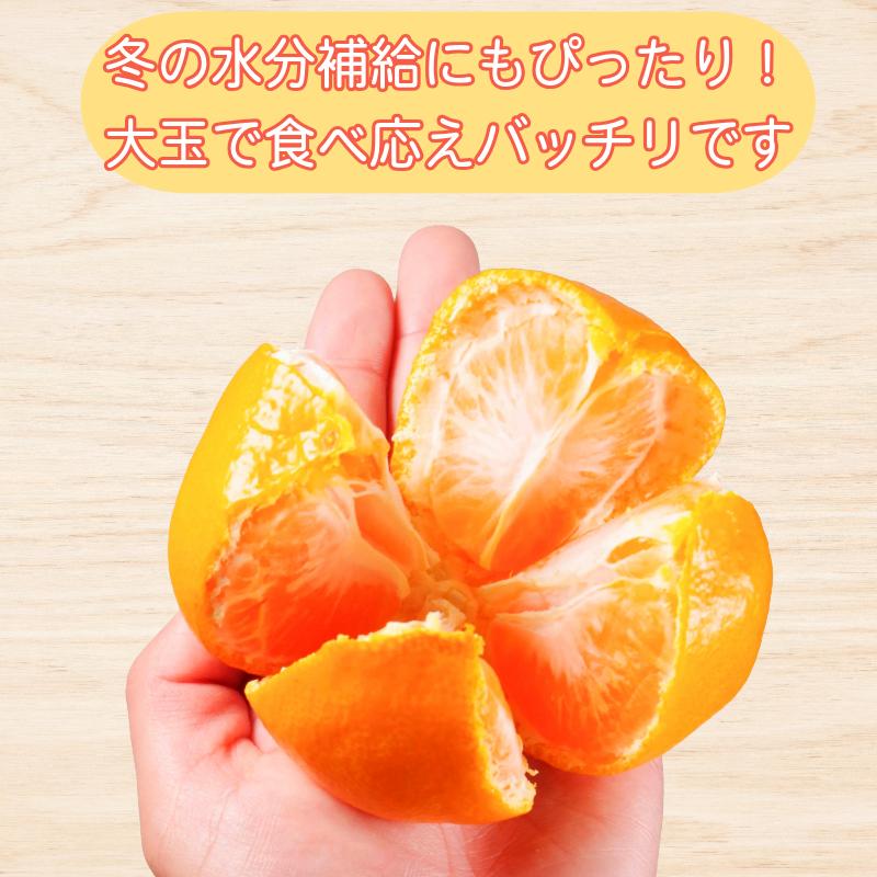 みかん 大玉 温州みかん 5kg 2L以上 みかん 蜜柑 ミカン オレンジ フルーツ ふるーつ 果物 くだもの 小松島市
