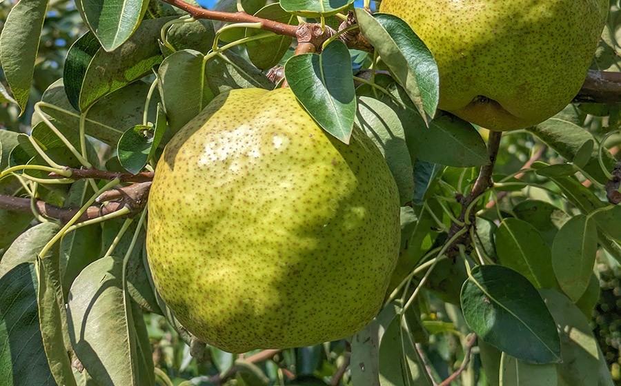 【令和8年産先行予約】洋梨　ラ・フランス　約3kg（10～12玉） 山形県鶴岡市　やまも果樹園　| ラフランス 洋ナシ 洋なし 西洋梨 産地直送 3キロ 秋果実 果物 くだもの フルーツ デザート 旬