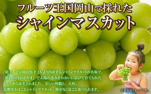 ご家庭用 岡山県産 シャインマスカット 晴王 約600g（600g×1房） 【2025年8月下旬～11月下旬迄発送予定】 果物 くだもの フルーツ ぶどう ブドウ 葡萄 マスカット