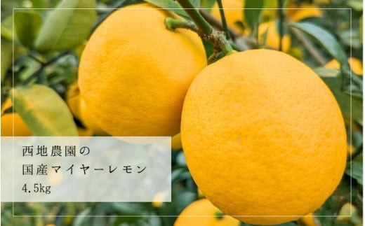 【先行予約】西地農園の国産マイヤーレモン 4.5kg【2025年12月末から2026年1月上旬頃に順次発送致します。】 / 檸檬 レモン れもん 柑橘 国産 大容量 数量限定 ご家庭用 家庭用【mnd008B】
